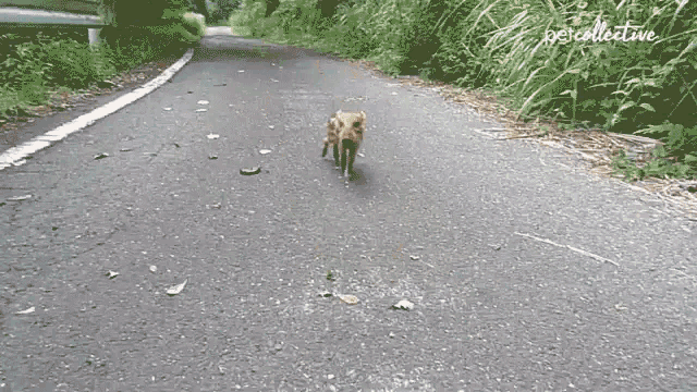 The Mary Tyle Boar Show Baby Boar GIF - The Mary Tyle Boar Show Baby Boar Exploring GIFs