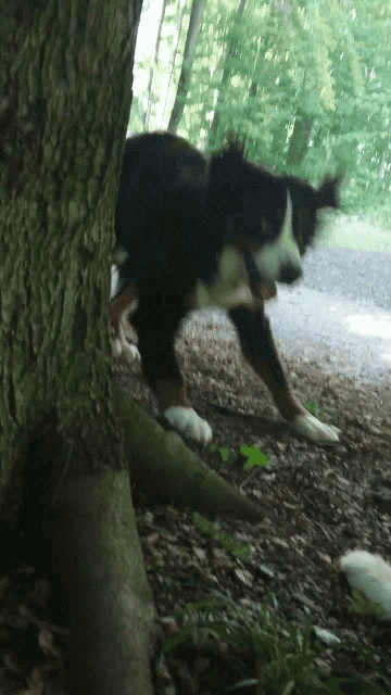 Dogs Playing GIF - Dogs Playing Attack GIFs