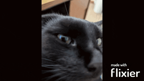 a close up of a cat 's face with the words made with flixier above it