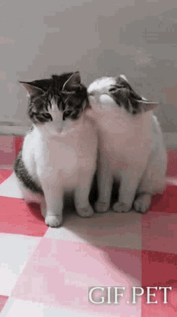 Gif Pet Lick GIF - Gif Pet Lick Cat GIFs