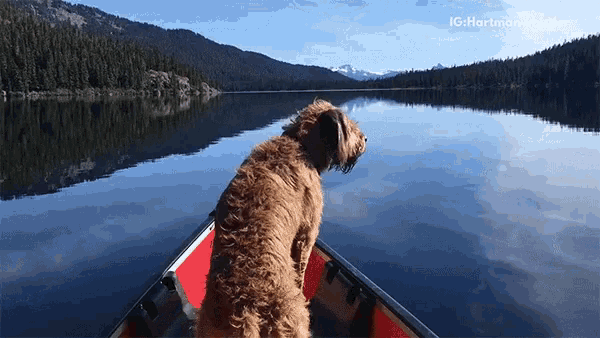 Dog Boat GIF - Dog Boat Funny Pet Videos GIFs