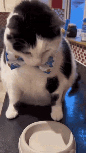 a black and white cat wearing a cookie monster bandana is looking at a bowl of food .