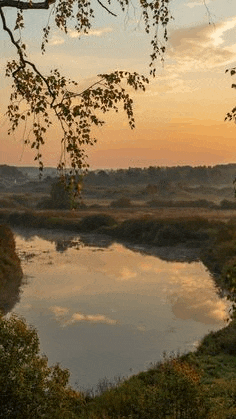 a river surrounded by trees and grass at sunset with a tree branch hanging over the water .