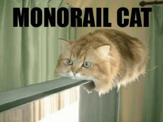 Monorail Cat GIF - Monorail Cat GIFs