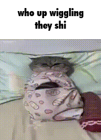 a cat wrapped in a blanket with the words who up wiggling they shi on the bottom