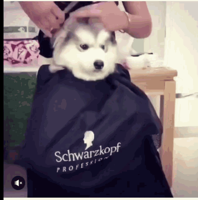 Funny Animals Dogs GIF - Funny Animals Dogs Haircut GIFs