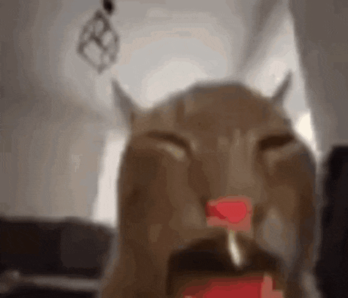 a close up of a cat with its mouth open .