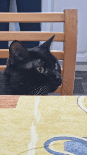 a black cat is sitting in a chair and looking at the camera