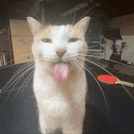 a cat sticking its tongue out in front of a red spatula