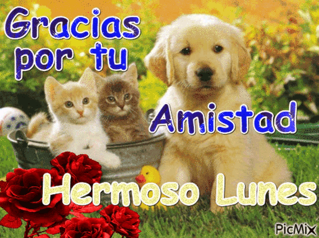 a picture of three kittens and a dog with gracias por tu amistad hermoso lunes
