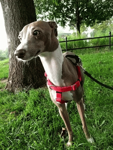 Baby Greyhound GIF - Baby Greyhound Puppy GIFs