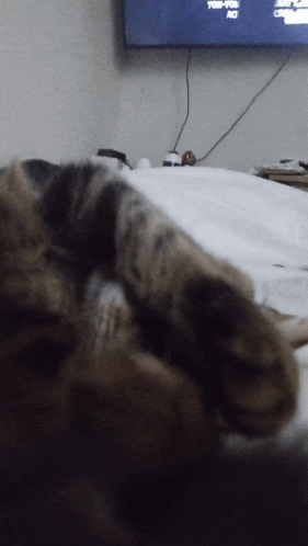 a cat laying on a bed in front of a tv that says ' tbs-tv ' on it