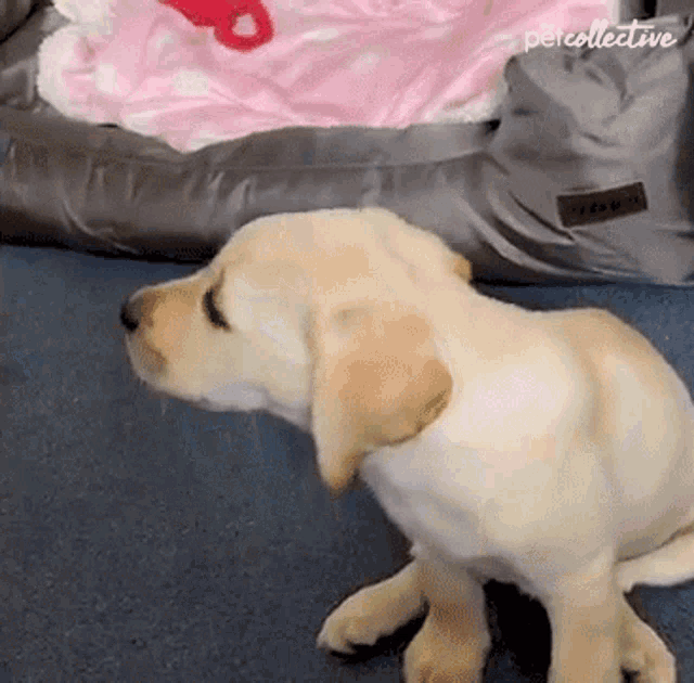 Barking The Pet Collective GIF - Barking The Pet Collective Calling For Attention GIFs