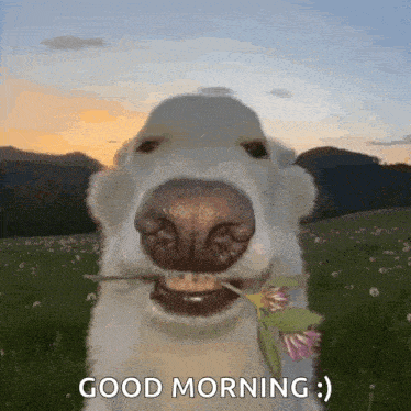 a dog with a flower in its mouth says good morning