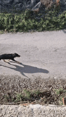 a dog is running down a gravel road with a stick in its mouth