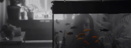 Aquarium Fish GIF - Aquarium Fish Watching Fishes GIFs