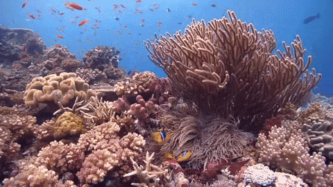 Reef GIF - Reef Corals Fish GIFs