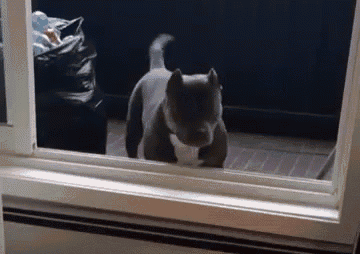 Yes Or No GIF - Dog Yes No GIFs