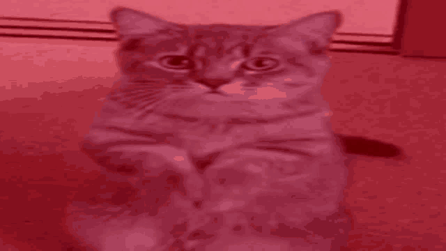 a cat is sitting on its hind legs and looking at the camera in a green light .