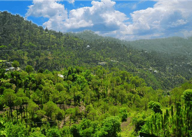 a lush green hillside with trees and a blue sky
