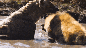 a couple of animals laying in the water with one licking the other