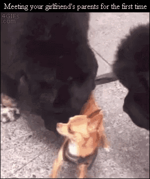 a picture of two dogs with the caption meeting your girlfriend 's parents for the first time ..