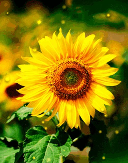 a sunflower with fireflies flying around it