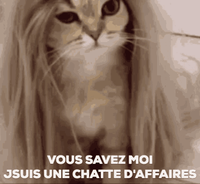 Cat Wig GIF - Cat Wig Vous Savez Moi Jsuis GIFs