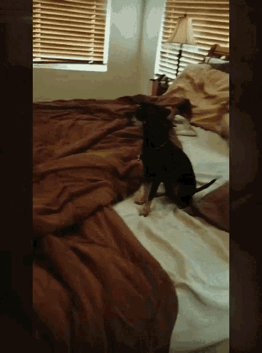 a small black dog is sitting on a bed