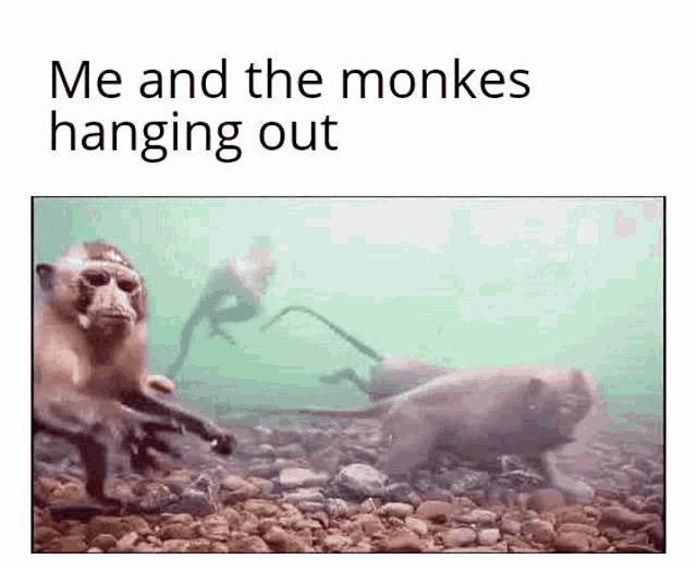 Monke Monkey GIF - Monke Monkey Swim GIFs