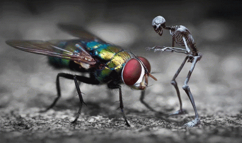 Skeleton Fly GIF - Skeleton Fly Petting GIFs