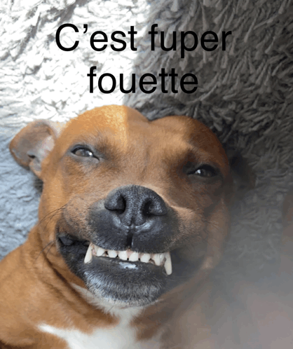 C'Est Fuper Fouette GIF - C'Est Fuper Fouette GIFs