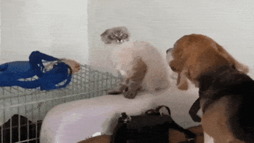 a cat and a dog are looking at each other in a room