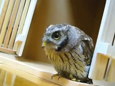 Get Called On While Daydreaming GIF - Owls GIFs