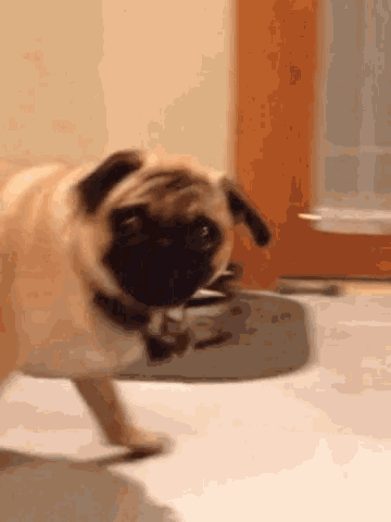 a pug dog is standing on a skateboard looking at the camera .