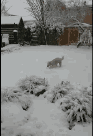 a dog walking in the snow in a backyard