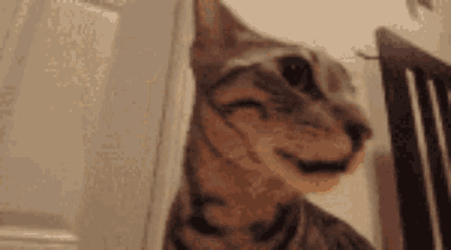 Insane Cat Insane Cat Appreciation Post GIF - Insane Cat Insane Cat Appreciation Post Bengal Cat GIFs