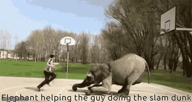Elephant Dunk GIF - Elephant Dunk Slamdunk GIFs
