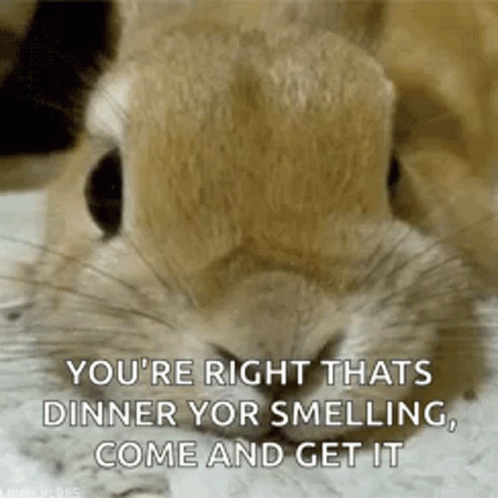 Bunny Nose Dinner Time GIF - Bunny Nose Dinner Time Come And Get It GIFs