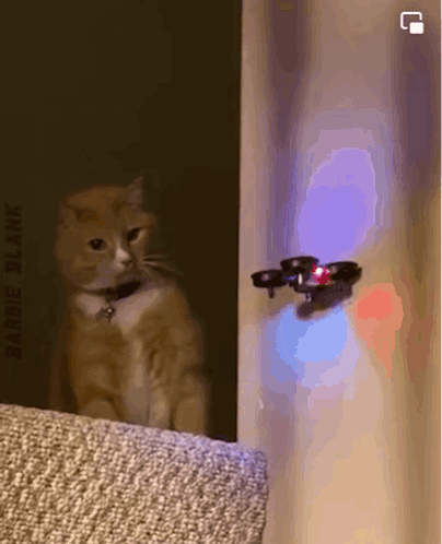 Cat Drone GIF - Cat Drone GIFs