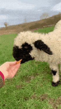 Valais Blacknose Opium Sheep GIF - Valais Blacknose Opium Sheep Opium GIFs