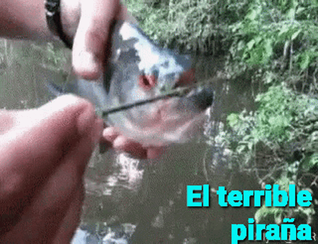 a person is holding a fish in their hands with the words el terrible pirana written below it
