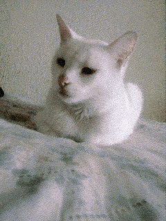 a white cat is laying on a bed with the number b612 on the bottom right