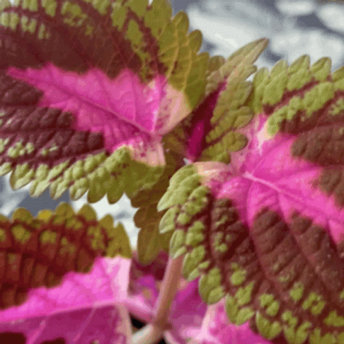 Plants Coleus GIF - Plants Coleus Shaking GIFs