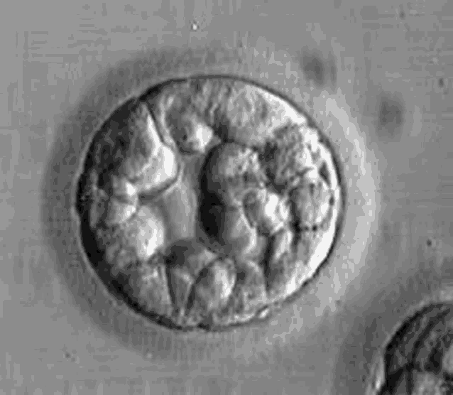 a close up of a cell under a microscope on a table .