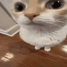 a close up of a cat standing on a wooden floor looking at the camera .