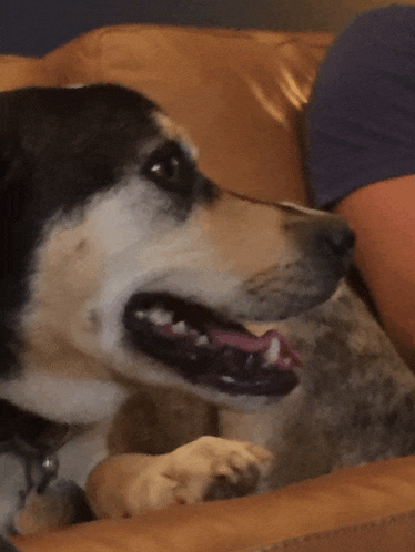 a close up of a dog 's mouth with its tongue out