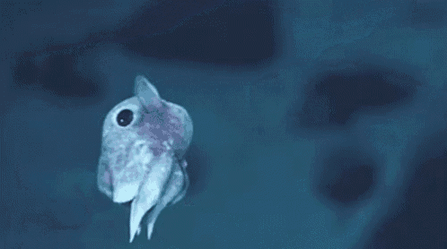 a small fish is swimming in the ocean and looking like a bird .