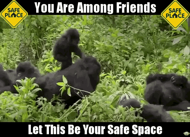 Safe Space Safe Place GIF - Safe Space Safe Place Gorilla GIFs
