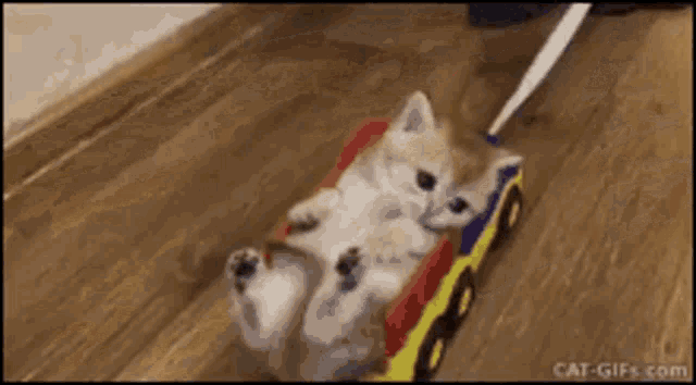 a kitten is pulled by a toy train on a leash